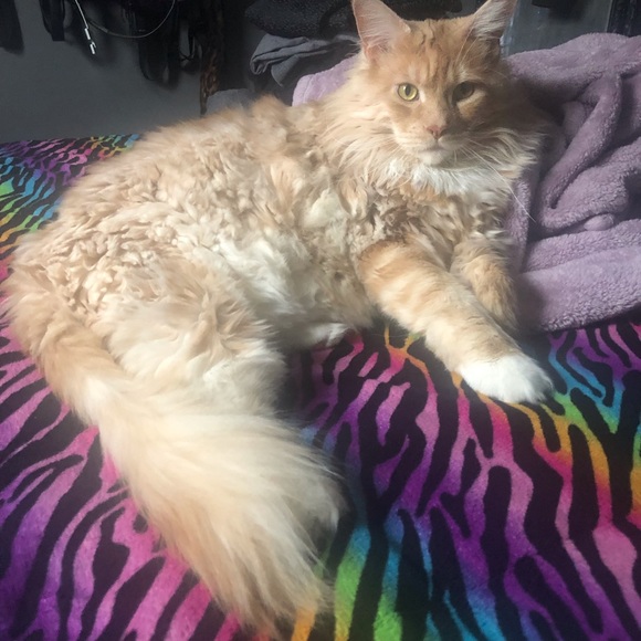 About Lauren 🧡 - Picture 6 of 6